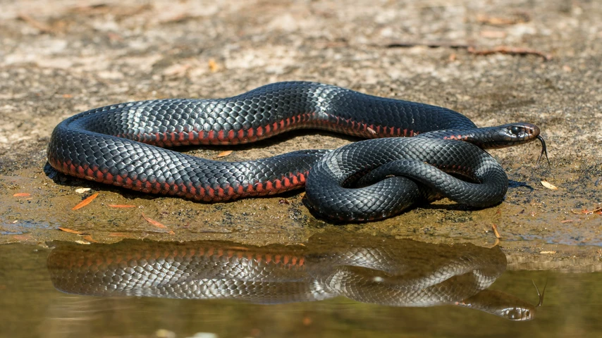 Red-bellied black snake